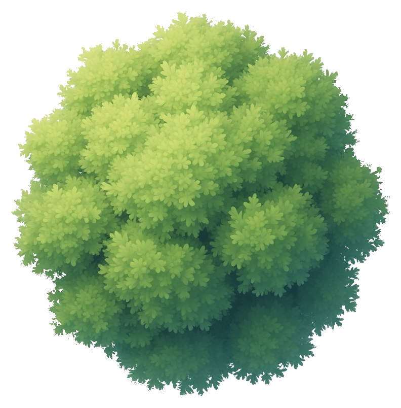 birch