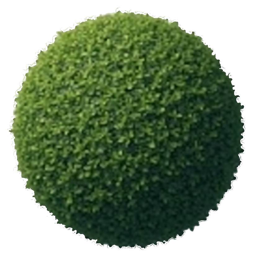 boxwood