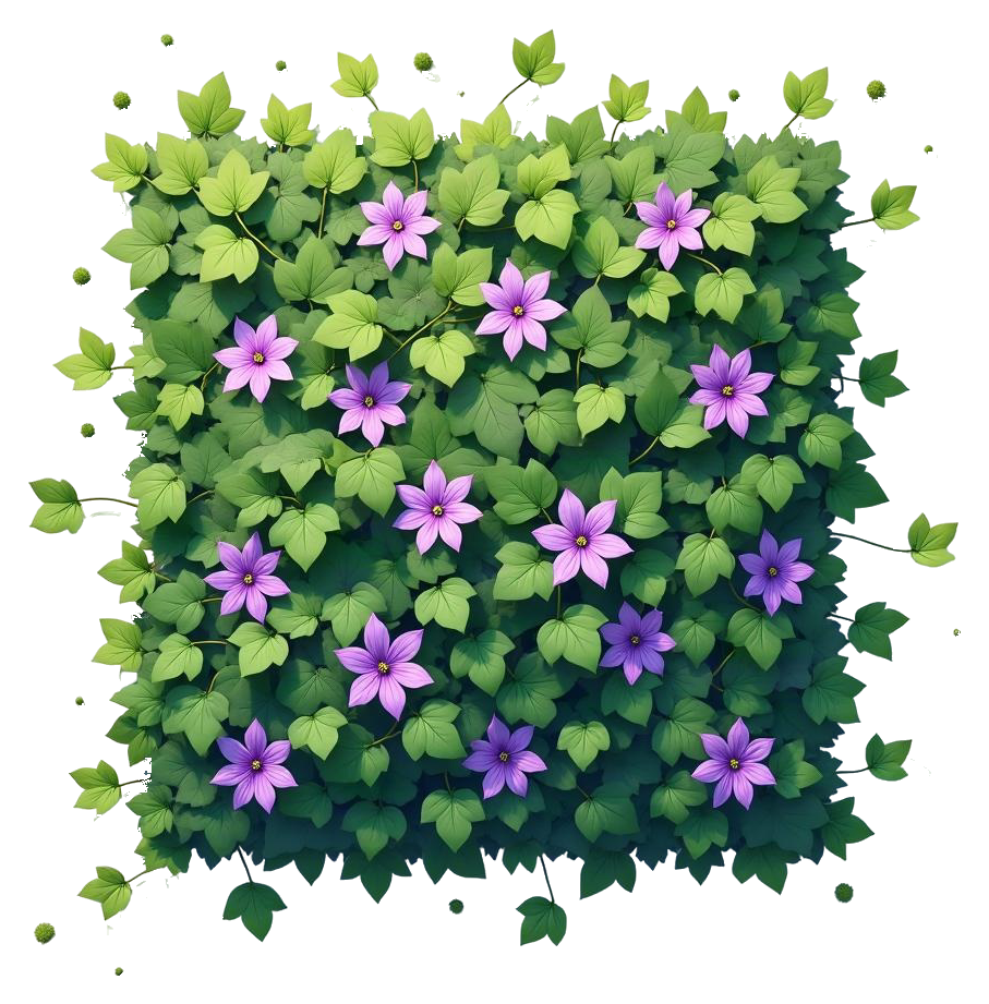 clematis