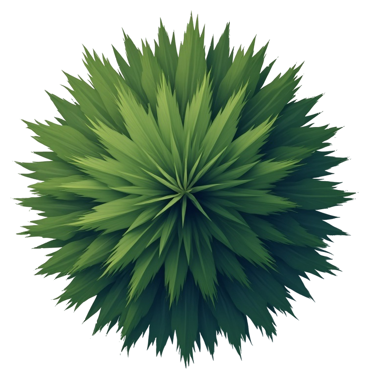 conifer