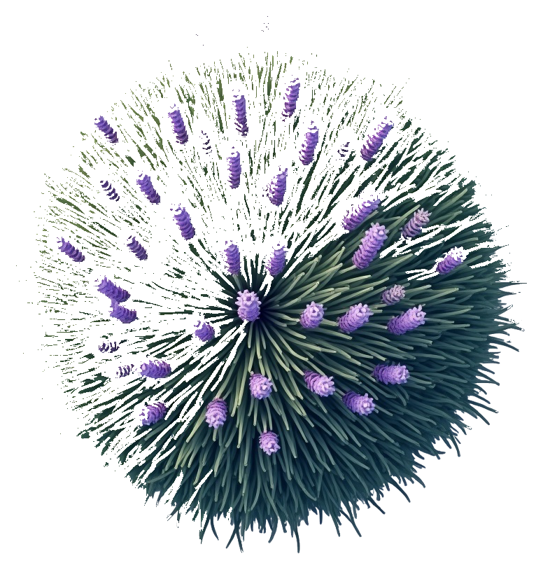 lavender