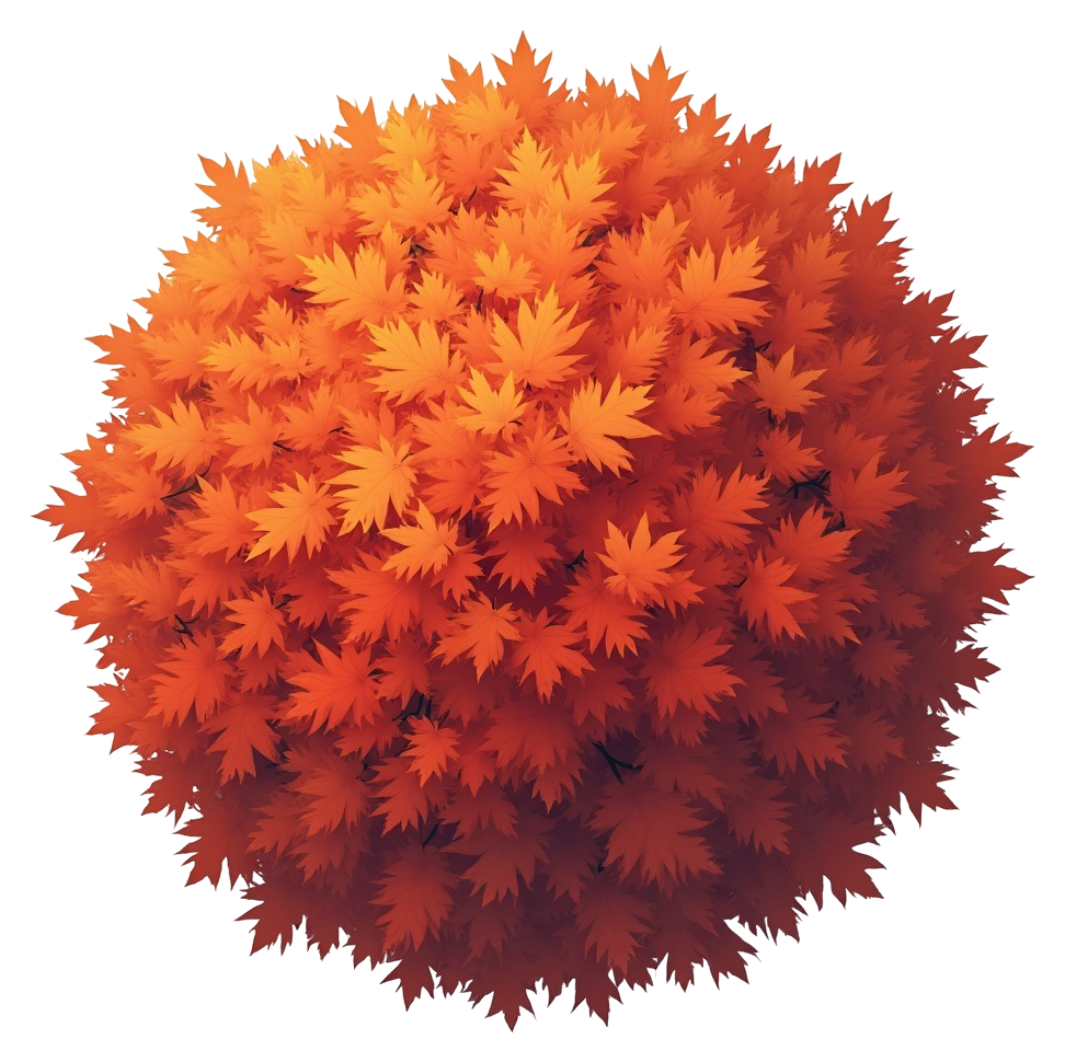 maple