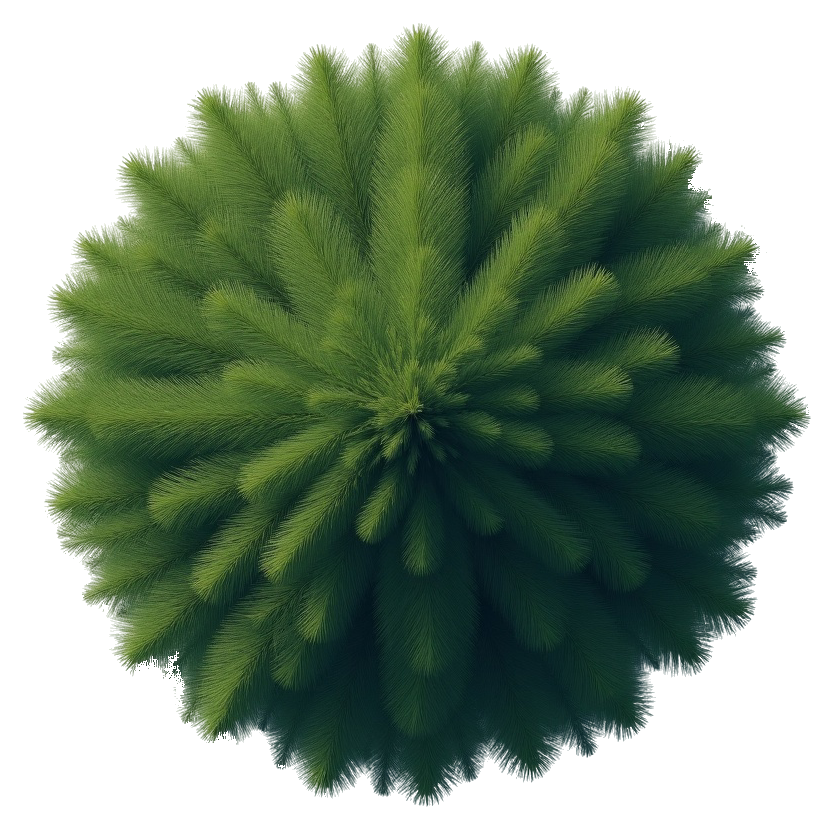 pine