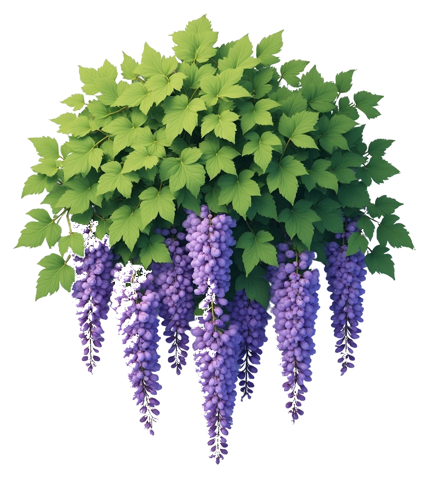 wisteria